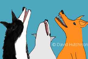 Howl